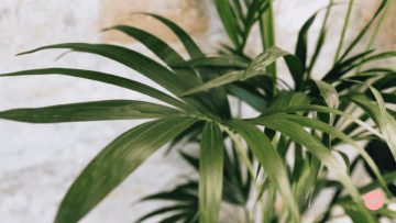 Franchise et RSE (5/5)ย : Solutions anti-gaspillages et รฉconomes des rรฉseaux