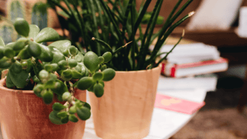 Photo article exemples limiter impact planรจte